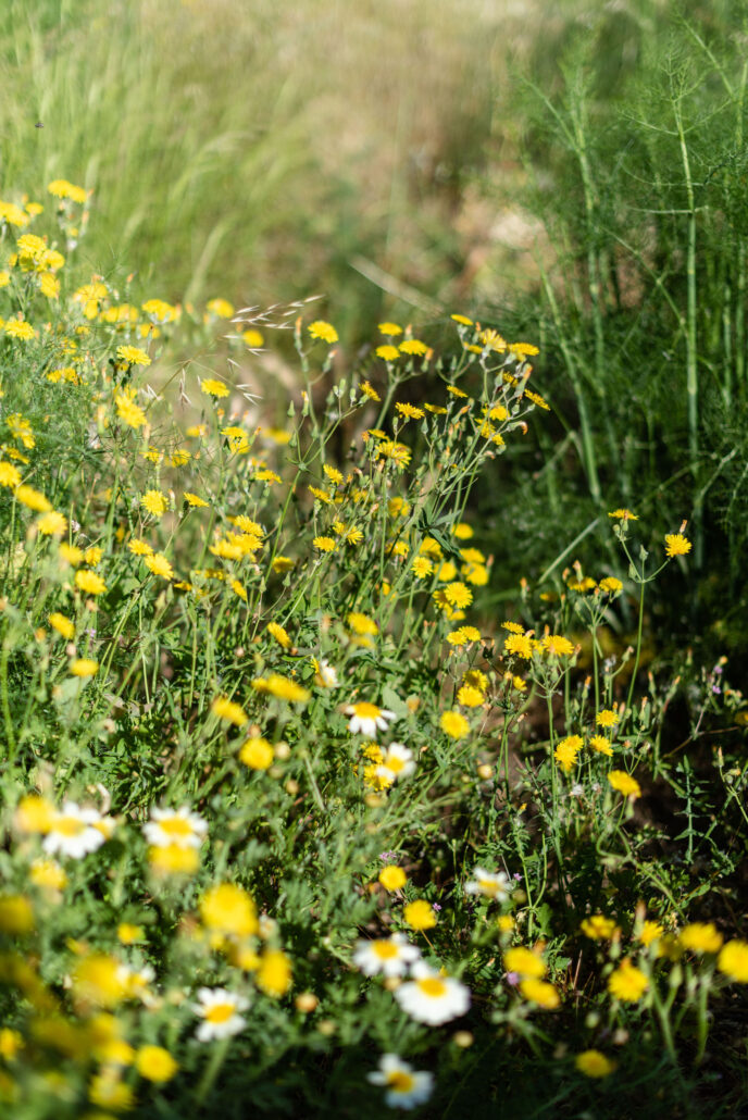 YOGA MINDFULNESS IBIZA GROEI IN ZELFLIEFDE, ZINGEVING EN GELUK