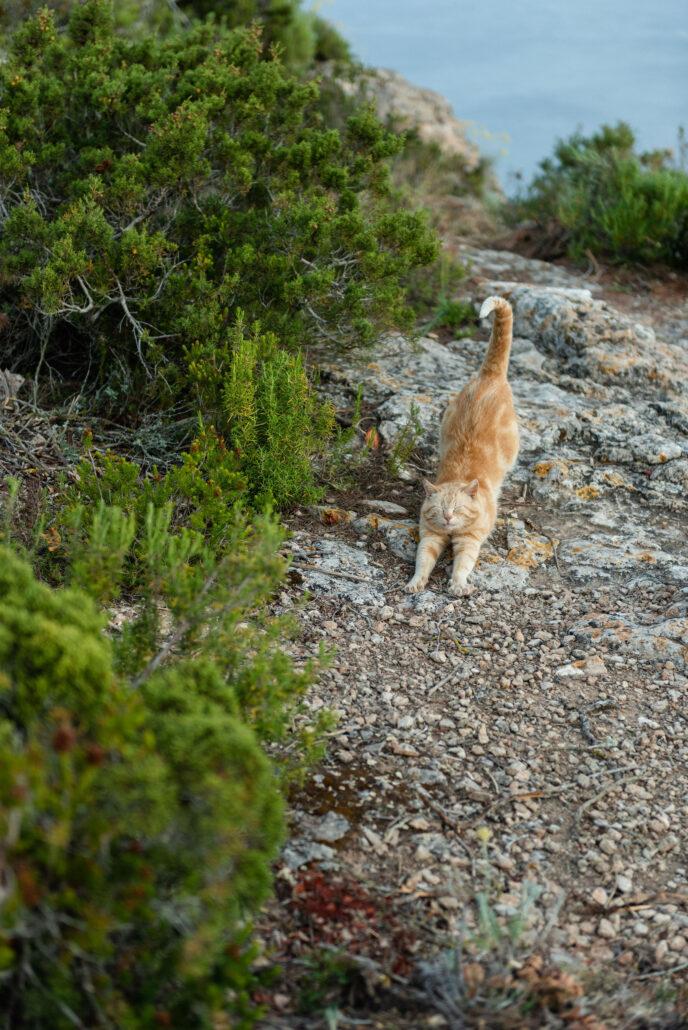 YOGA MINDFULNESS IBIZA GROEI IN ZELFLIEFDE, ZINGEVING EN GELUK